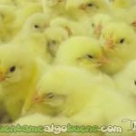 20160619-1-1-industria-pollitos