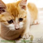 20170317-1-san-francisco-no-solo-se-venderan-animales-rescatados-02