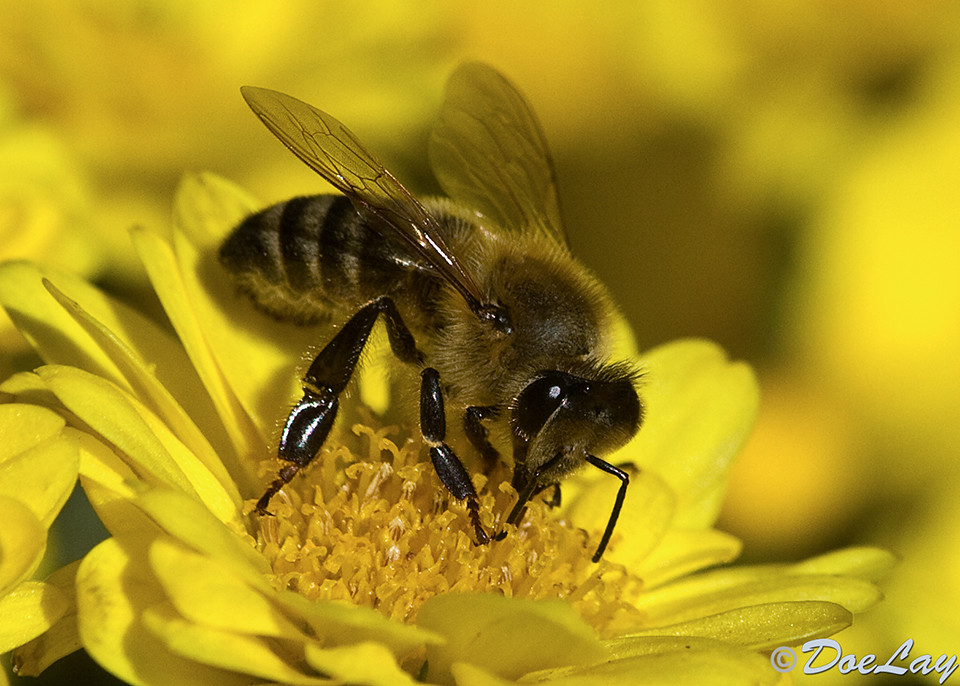 La gente suele preferir las abejas a las avispas, pero deberíamos reconsiderarlo 