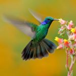 cuantos-anos-vivie-colibri