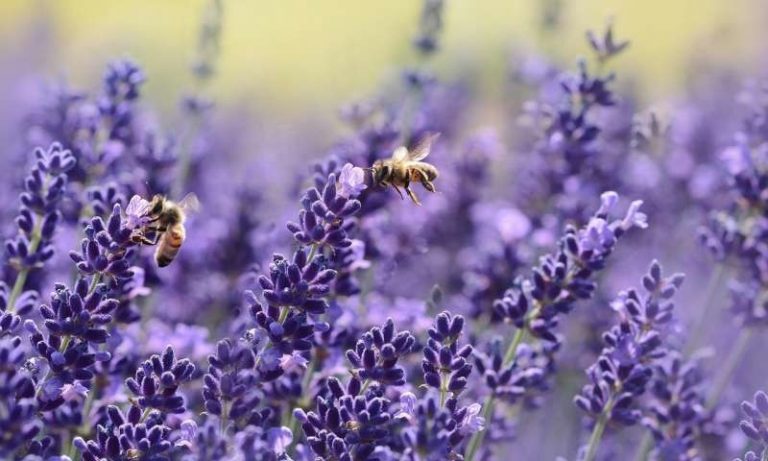 Se confirma que el olor a lavanda es relajante