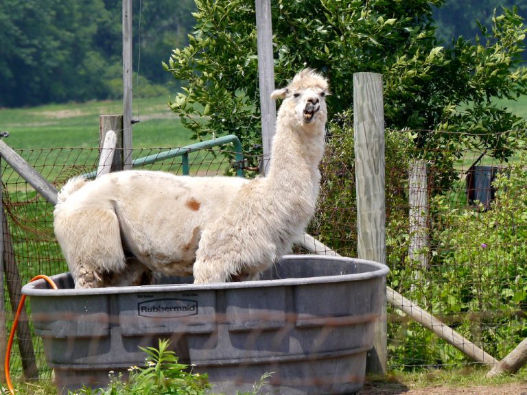 Los anticuerpos producidos por la alpaca podrían darnos un nuevo tratamiento contra el cáncer