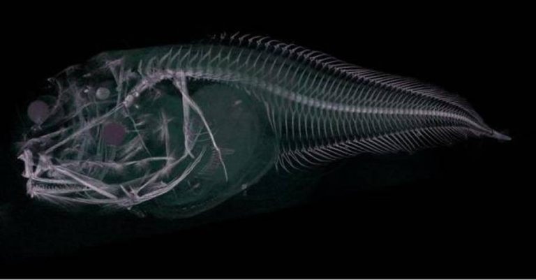 Encuentran 3 nuevas especies de peces en Chile y son… ¡semitransparentes!