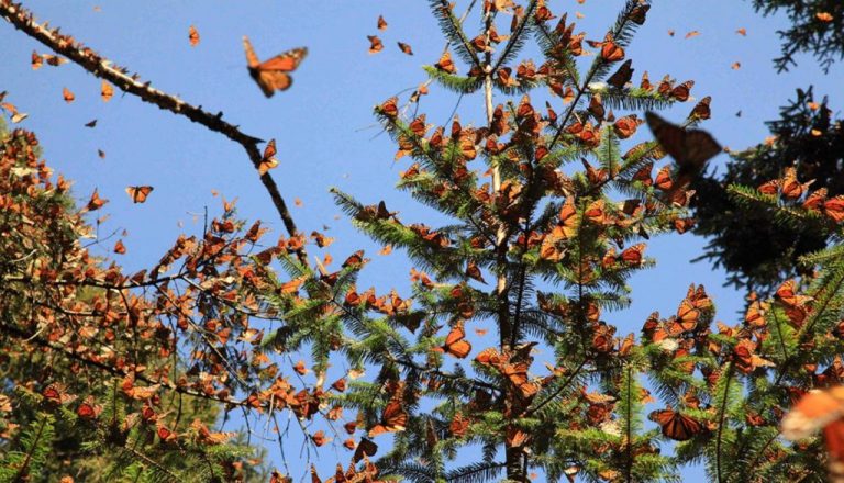 Comienzan a llegar las primeras mariposas monarcas a México y el cielo se tiñe de colores