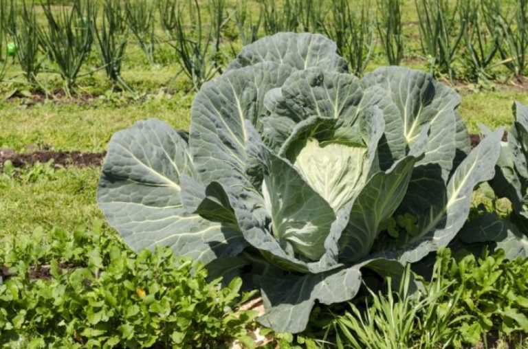 Tener una huerta familiar permite el ahorro de hasta 3200 pesos por mes
