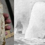 Diente-de-la-bestia-marina-de-Río-Negro-junto-a-una-ilustración-de-Moby-Dick-de-Augustus-Burnham-Shute-para-la-edición-de-1892