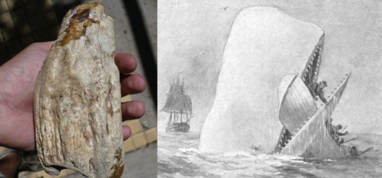 Río Negro: descubren una bestia marina gigante similar a Moby-Dick de 15 millones de años de antigüedad