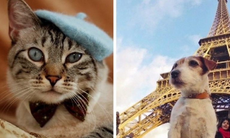 Francia: por ley, los perros y gatos tienen los derechos de un ser vivo