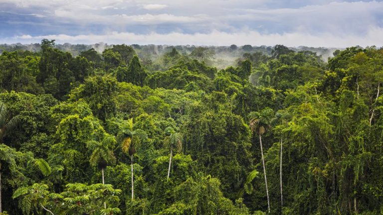 Noruega, el primer país del mundo en prohibir la deforestación