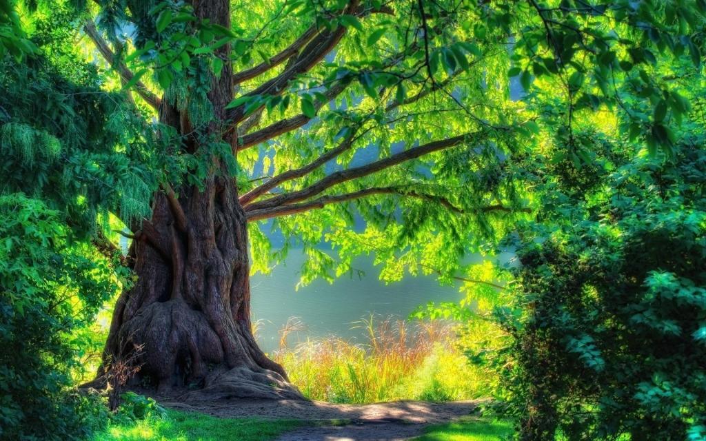 very_beautiful_tree
