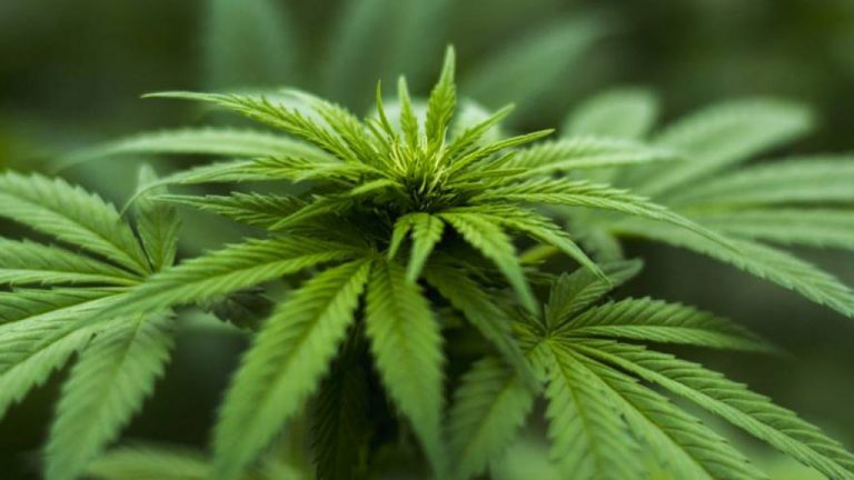 La OMS pide sacar el cannabis de la lista de drogas peligrosas