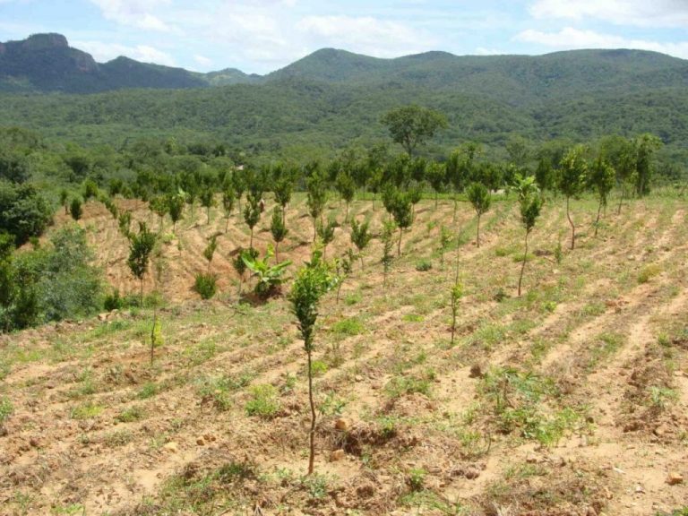 Australia plantará mil millones de árboles en los próximos once años