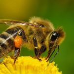 abejas-la-especie-ms-importante-del-mundo