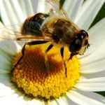 abejas-la-especie-ms-importante-del-mundo-proteccion2