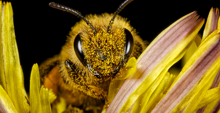 ¿Por qué se celebra el 20 de mayo el del Día de las Abejas?