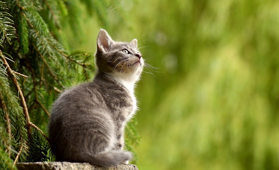 Esta nueva vacuna para gatos evita reacciones alérgicas en humanos