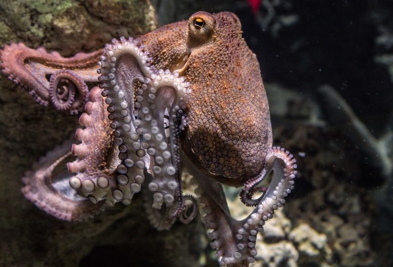 Algunos ejemplos en los que el pulpo demuestra su extraordinaria inteligencia