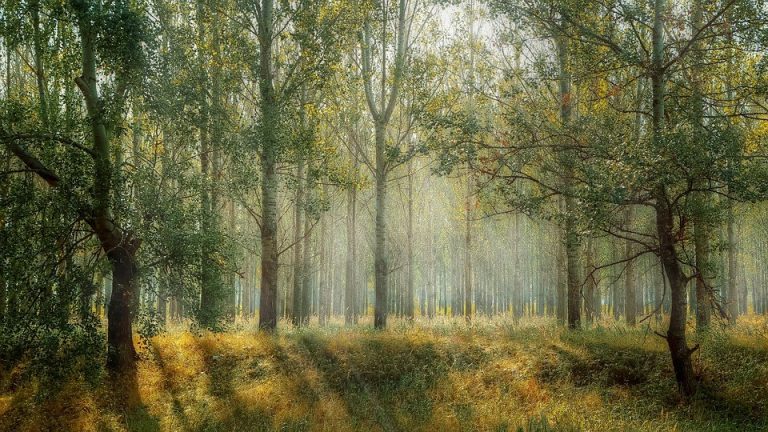 La solución más eficaz y económica para combatir el calentamiento global: plantar árboles en el equivalente al área de EEUU