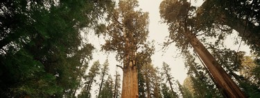 Hay diez veces más árboles en la Tierra de lo que se había creído 