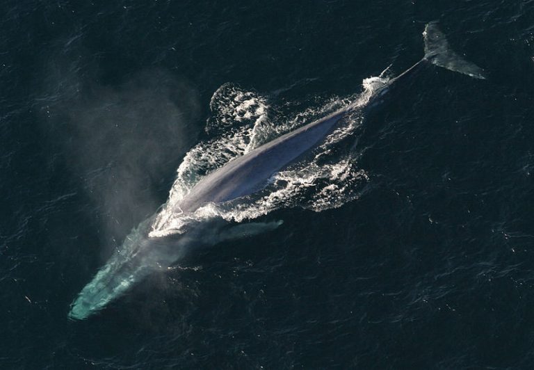 Por primera vez se graba la frecuencia cardíaca de una ballena azul: un trabajo al límite dos latidos por minuto