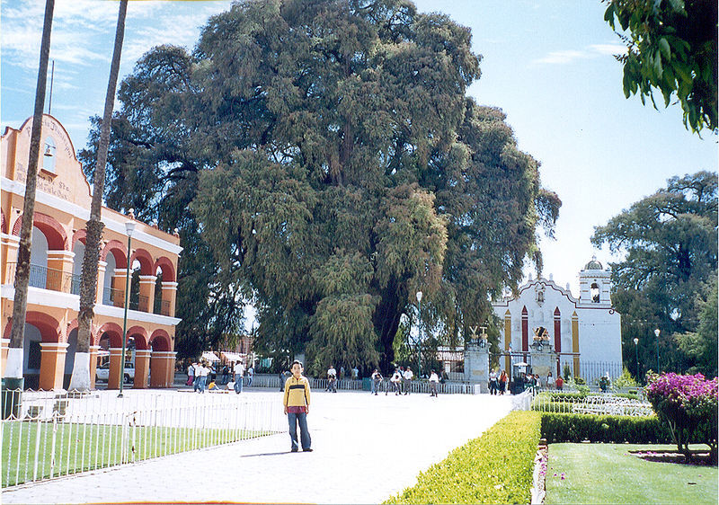 Éste es el árbol con el diámetro del tronco más grande y necesita un buen puñado de personas para rodearse por completo