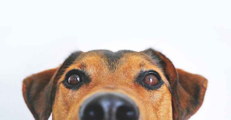 Los perros tienen unas nociones con los números que se parecen a la de los humanos