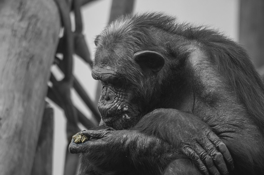 Los chimpancés parecen recordar mejor las cosas que los seres humanos, al menos a corto plazo