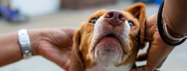 Tu perro está diseñado genéticamente para amarte: la ciencia detrás del "mejor amigo" del ser humano
