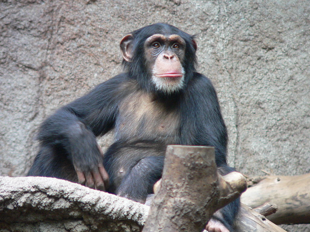 Las chimpancés hembras juegan más con juguetes 