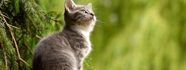 Esta nueva vacuna para gatos evita reacciones alérgicas en humanos