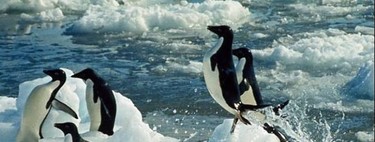 Las perversas costumbres sexuales de los pingüinos Adelia que se difundieron en un libro clandestino 