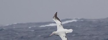 Singularidades extraordinarias de animales ordinarios (III): el albatros
