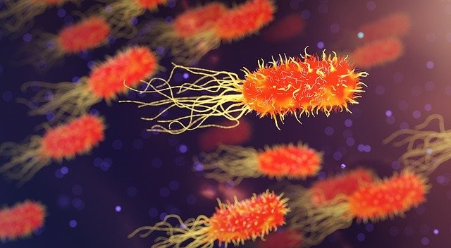 El 92 % de las personas no conoce la diferencia entre los virus y las bacterias, según una encuesta australiana