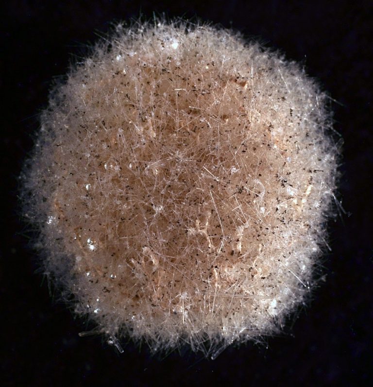 Se identifican organismos unicelulares gigantes a más de cuatro kilómetros de profundidad marina