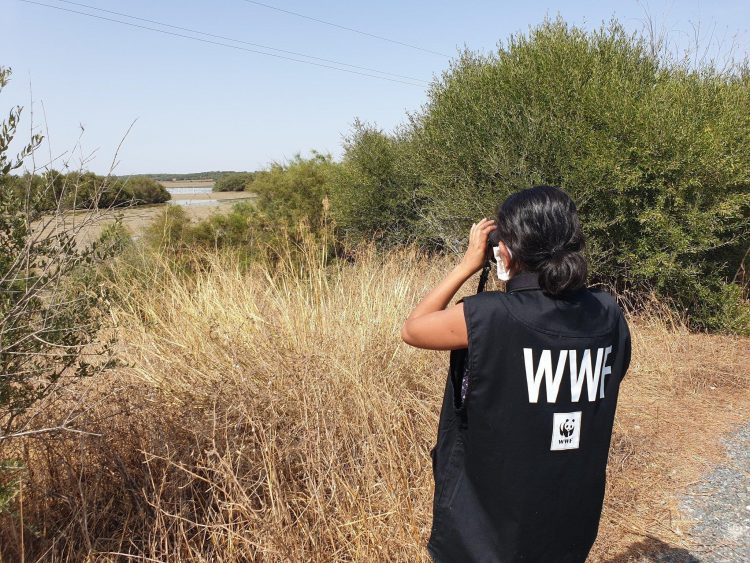 WWF ha seguido en la Dehesa de Abajo (ZEPA #Doñana) la evolución del vaciado de la laguna por razones zoosanitarias. El calor de las últimas semanas en aguas tan calmas pueden estar detrás del problema @WWFespana.