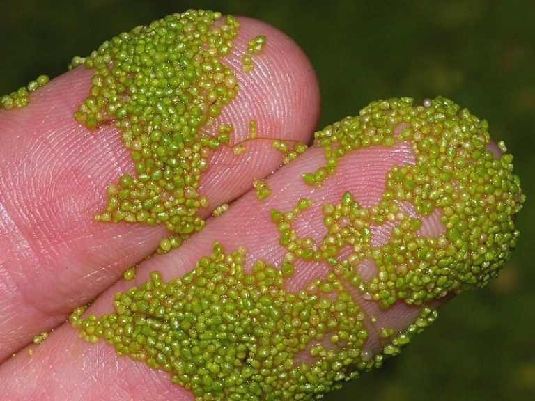 Este fruto, el más pequeña del mundo, tiene una masa similar a un simple grano de arena