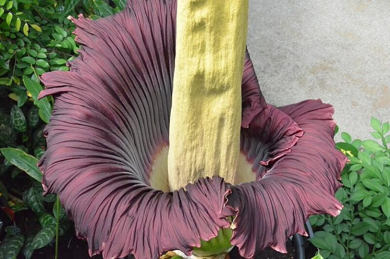 Estas son las plantas que más calor generan en el mundo, una propiedad muy rara en la flora