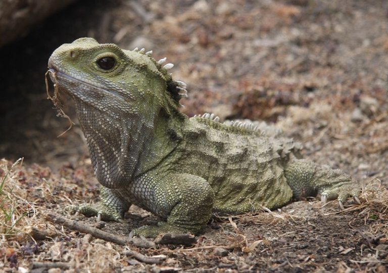 Este vertebrado es distinto a todos: parece tener dos genomas mitocondriales distintos