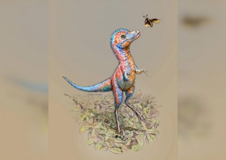 Se encuentran por primera vez restos embrionarios de dinosaurios carnívoros como un T. rex