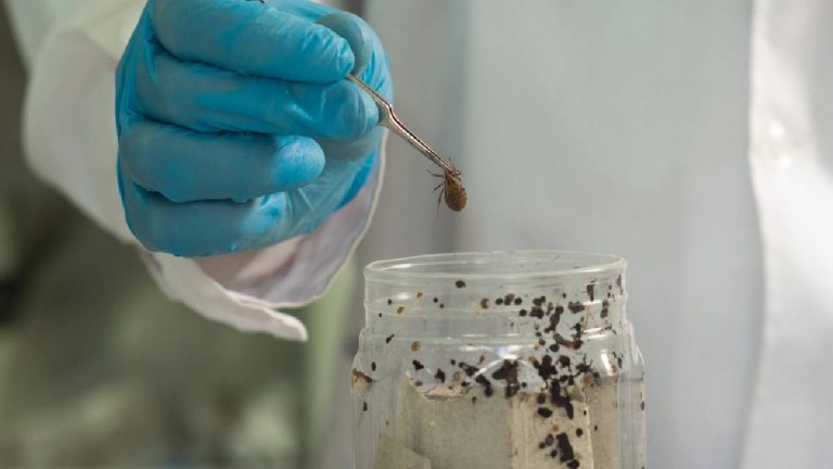 La UNLP creó un insecticida para mosquitos y moscas que no daña el medio ambiente
