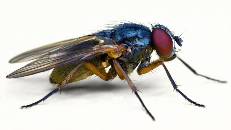 12 curiosidades extraordinarias sobre las moscas, uno de los animales más repudiados