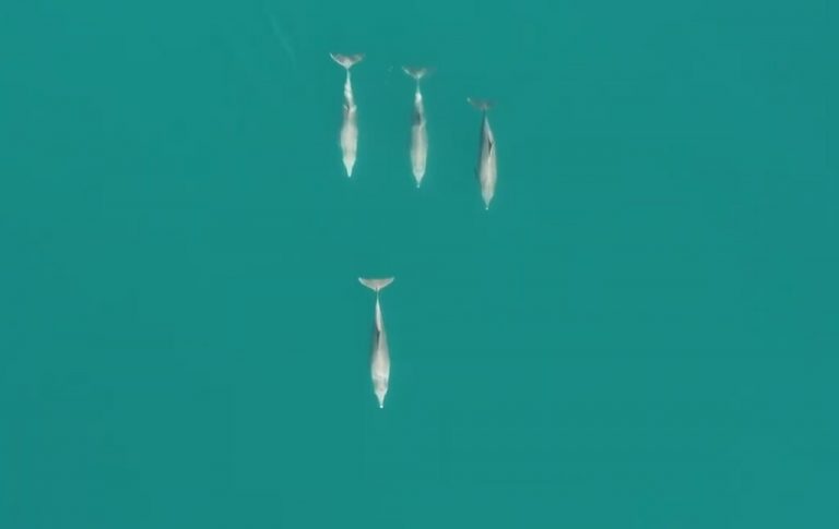 La complejidad social de los delfines de Shark Bay se parece mucho más a la humana de lo que habíamos imaginado