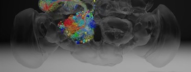 21 millones de imágenes para rastrear el cerebro de una mosca a nanoescala 