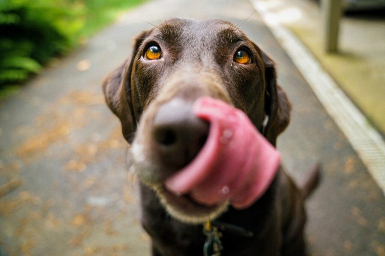 Siete alimentos que son malos para tu perro