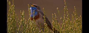 Cómo el sonógrafo revolucionó nuestra comprensión del sonido de los pájaros cuando cantan