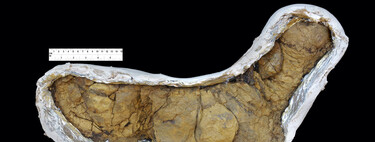 El excremento fosilizado más grande se encontró hace apenas un año y mide más de medio metro