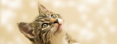 Se han identificado cinco formas distintas de relación gato-dueño: desde 'Relación abierta' a 'Amistad'