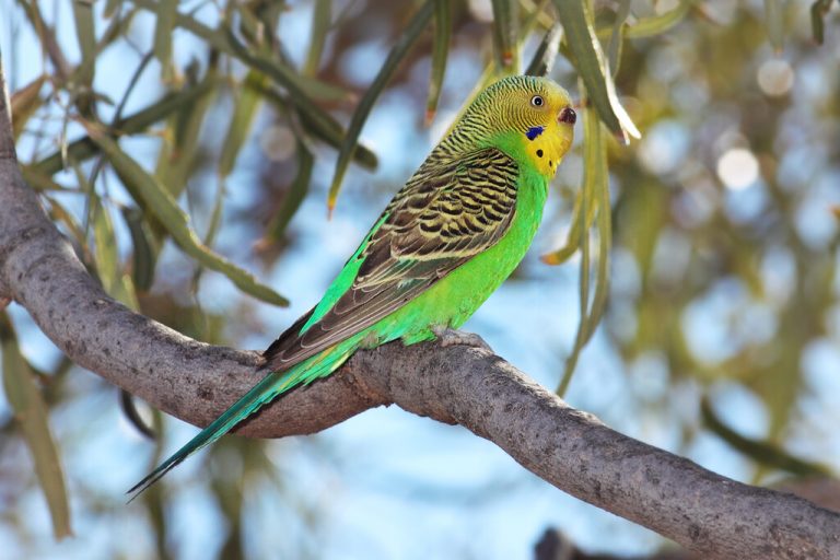 Algunos animales están aumentando de tamaño sus picos, patas y orejas debido al cambio climático