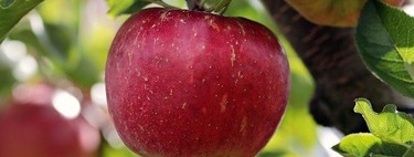 Las manzanas son cada vez más dulces y hace pocos siglos eran tan dulces como una zanahoria