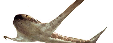 Se encuentra un fósil de tiburón inusual, 'alado', que recuerda a las mantarrayas